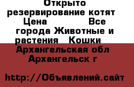Открыто резервирование котят › Цена ­ 15 000 - Все города Животные и растения » Кошки   . Архангельская обл.,Архангельск г.